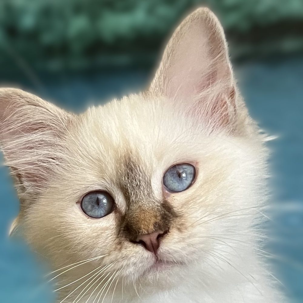 Primer plano del retrato de cabeza de Saba Ysolde, gatita hembra atigrada chocolate disponible.