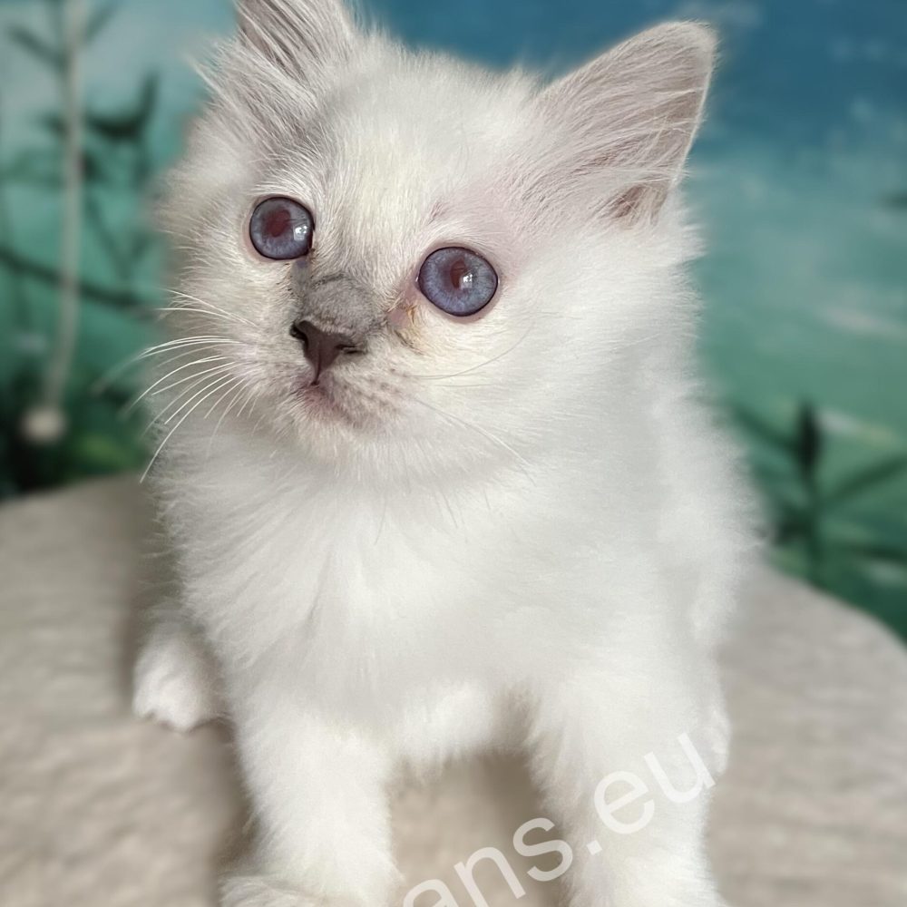 cachorro birmano punto púrpura en pose sentada - Saba Urielle