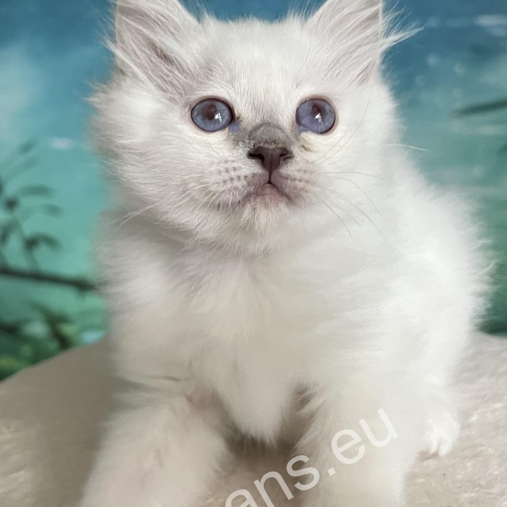 retrato de cachorro birmano de punto morado encima del rascador - Saba Urielle