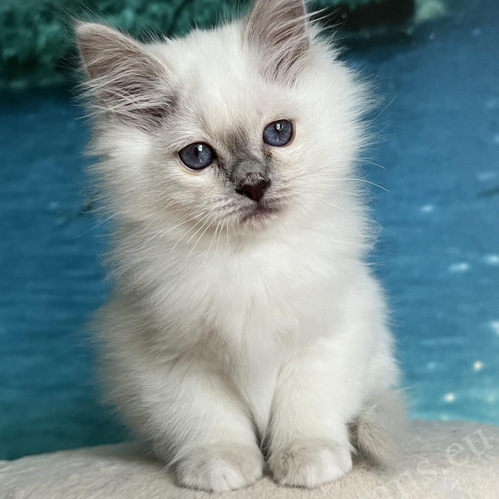 Saba Urielle lunares morados gatito birmano del templo sagrado gatito con ojos azules retrato