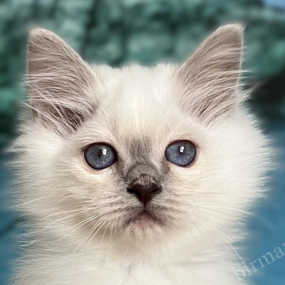 Cachorro de Birmania Sagrado de puntos morados - Saba Urielle retrato de cerca