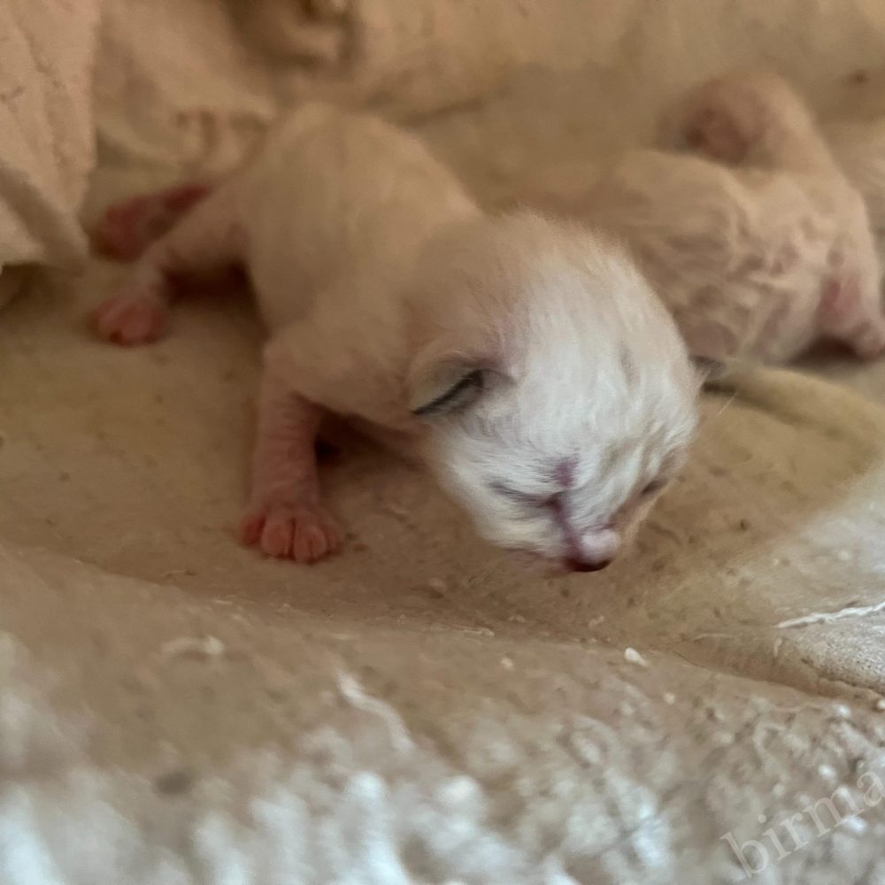 Los recién nacidos gatitos Sagrado de Birmania de Saba Birman Sophia acurrucados en Saba World