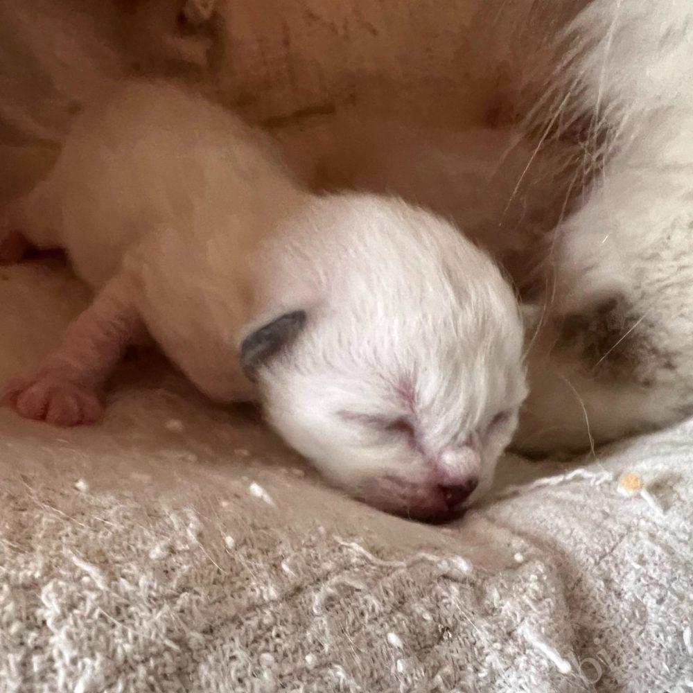 Gatitos recién nacidos de Saba Birman Sophia Sagrado de Birmania solos en Saba World