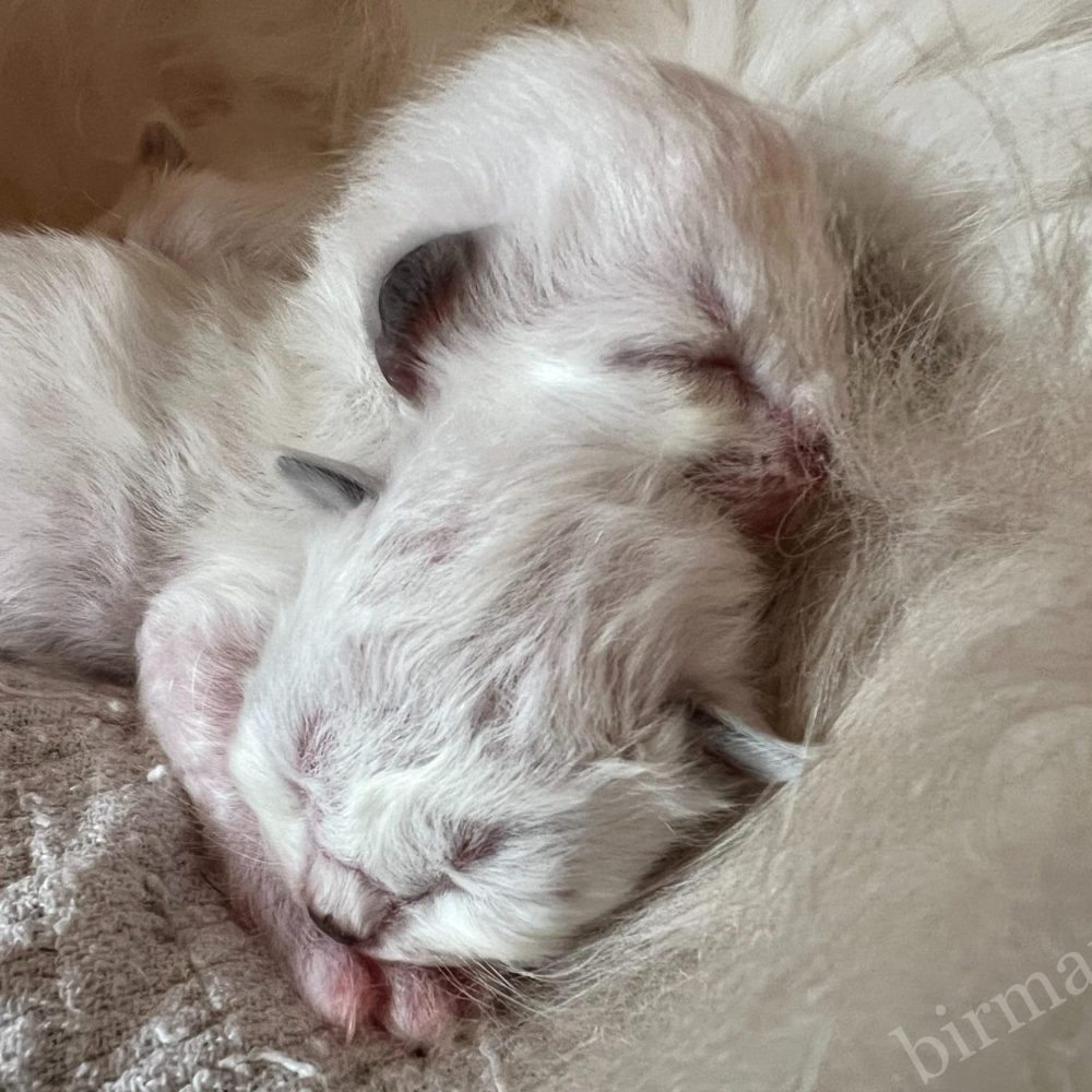 Saba Birman Sophia recién nacida Las gatitas Sagrado de Birmania en Mundo Saba son hermanas