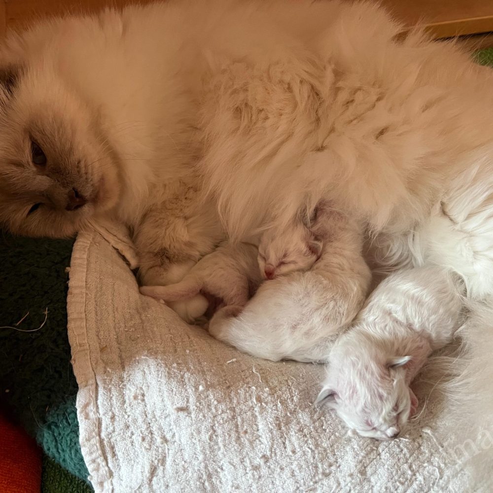Gatitos recién nacidos de Saba Birman Sophia Sagrado Birmano con su madre en Saba World
