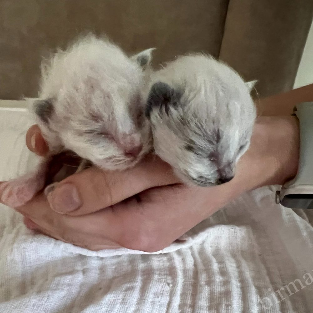Gatitos Birmanos Saba recién nacidos de la camada X5 vistos de lado con los ojos cerrados