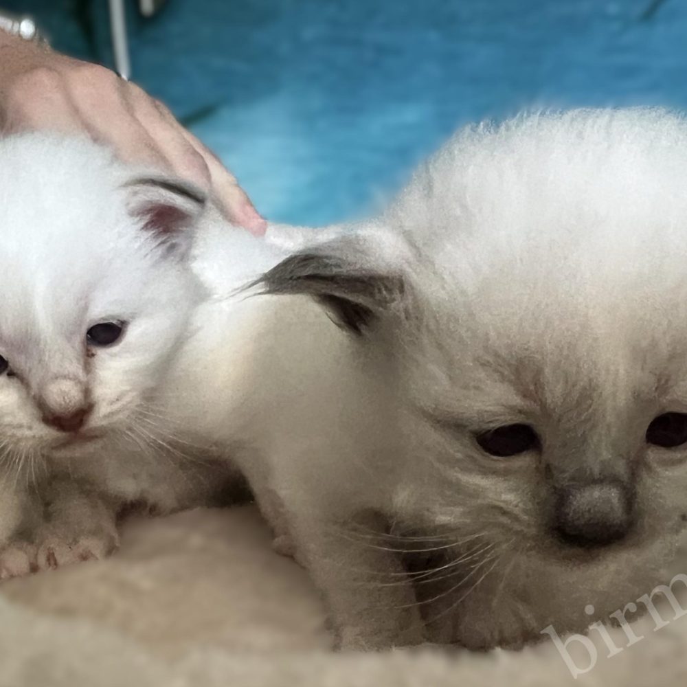 Gatitos de la camada Y5 de Saba Birman en lo alto del rascador, ojos abiertos