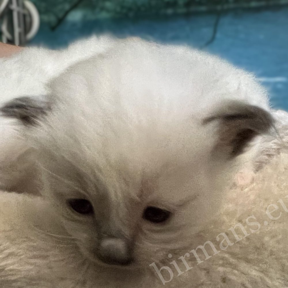 Gatitos Birman Y5 con los ojos abiertos, fase de desarrollo