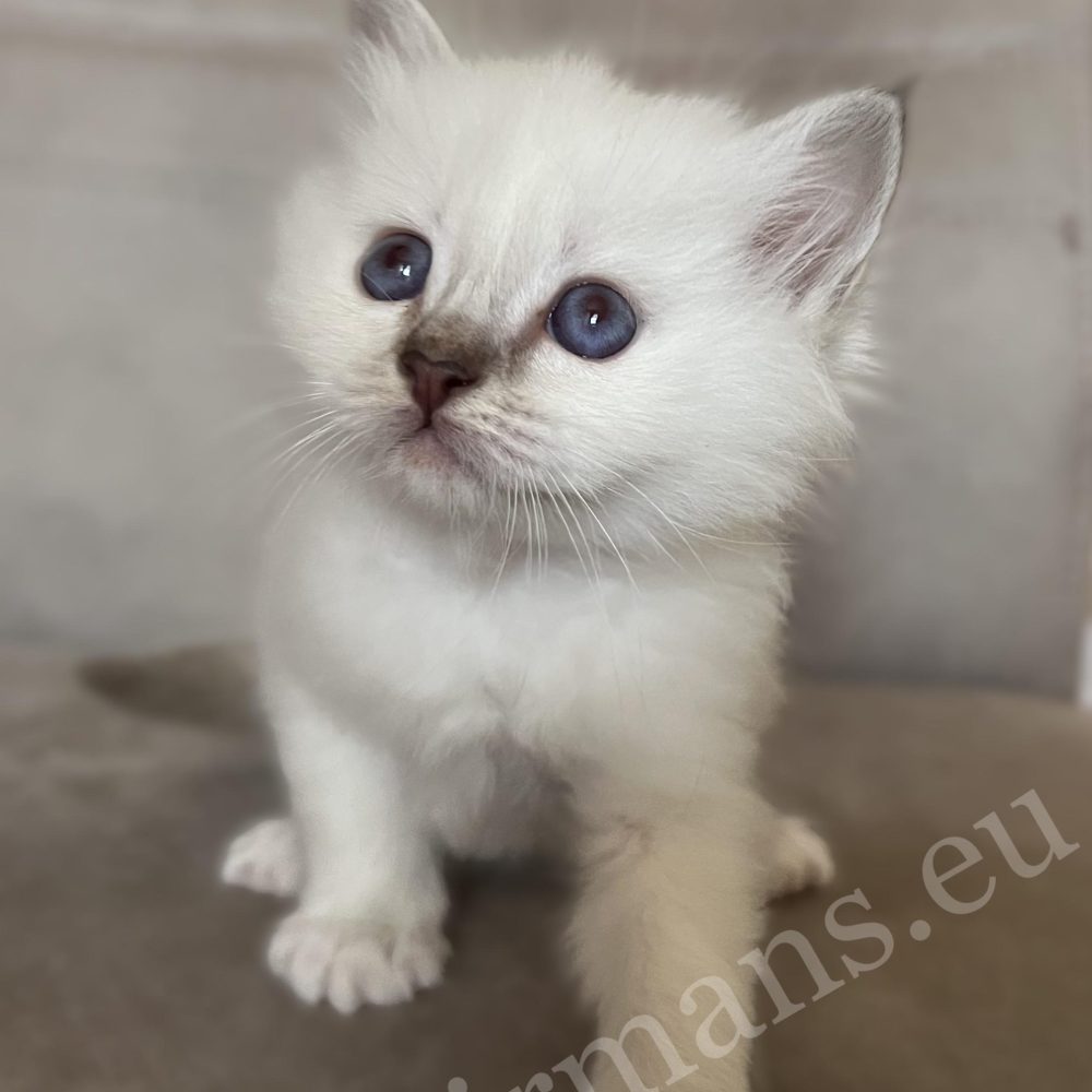 Saba Willow, gatita Birman hembra chocolate atigrado en posición sentada