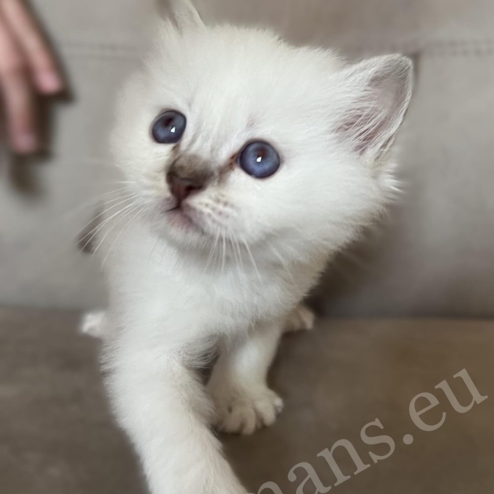 Saba Willow, gatita Birman hembra chocolate atigrado con las patitas delanteras