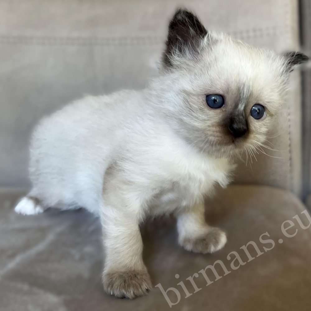 Saba Xylo, gatito birmano macho seal point de pie