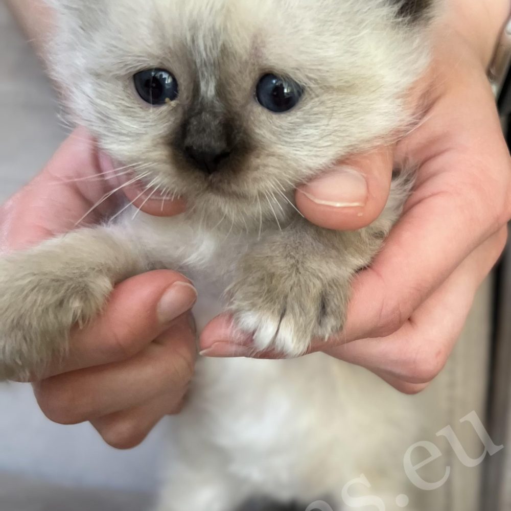 Saba Xylo, gatito birmano macho seal point en brazos