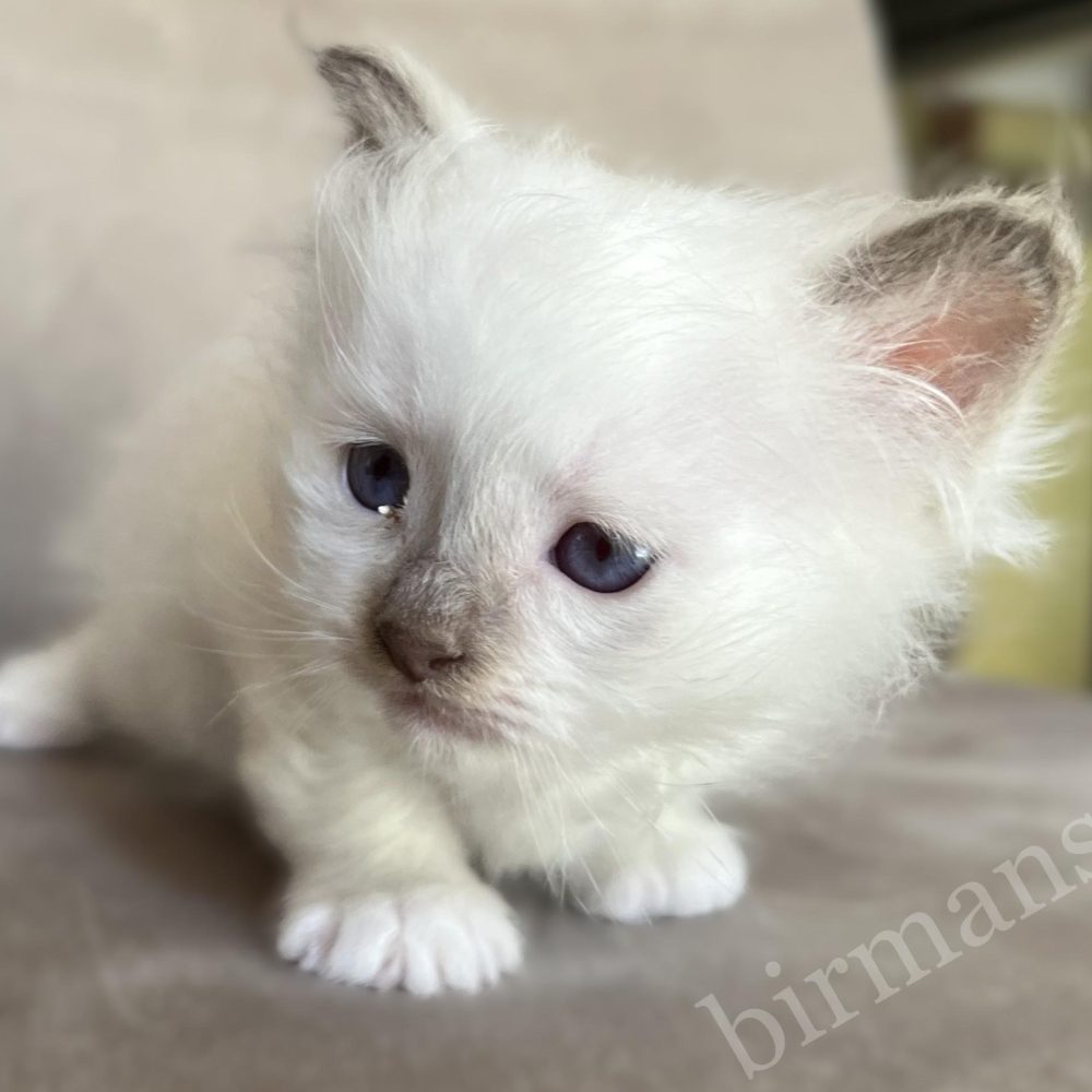 Gatito Birman macho chocolate point Saba Xavian tumbado
