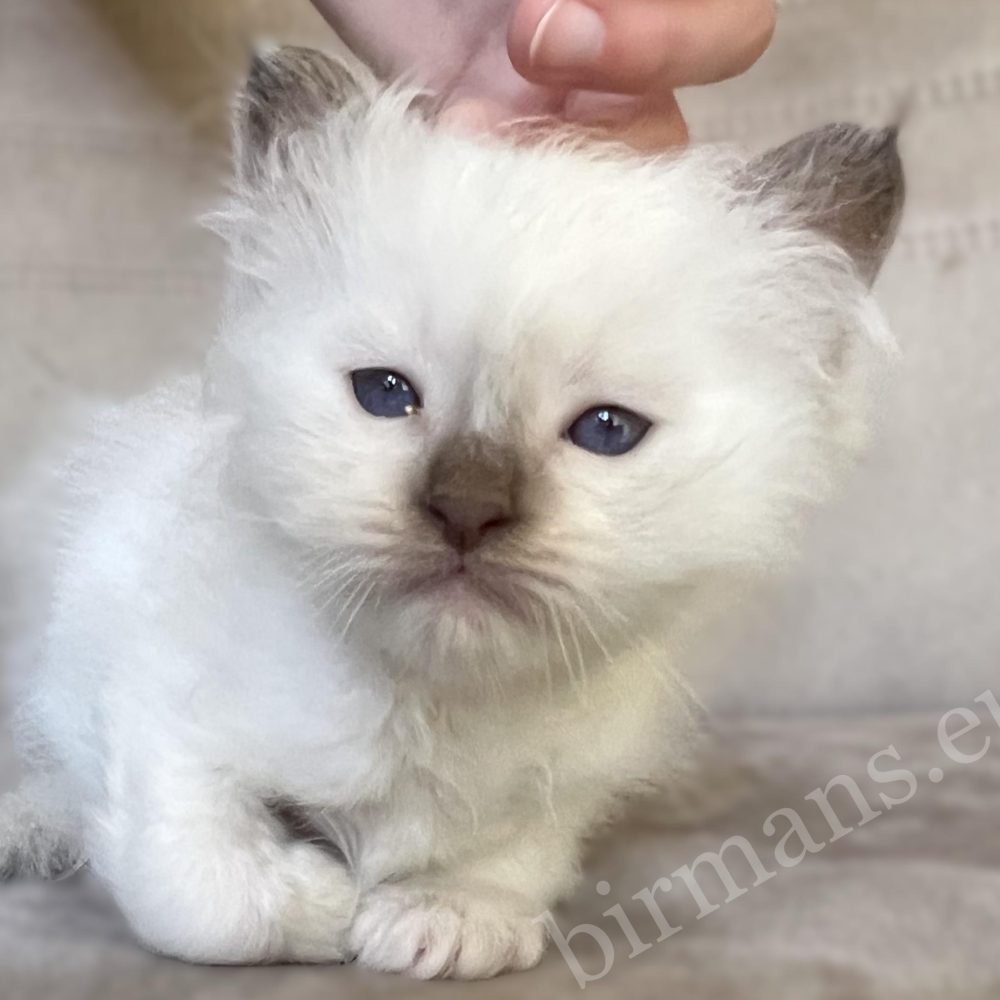 Gatito Birman macho chocolate point Saba Xavian durante las caricias