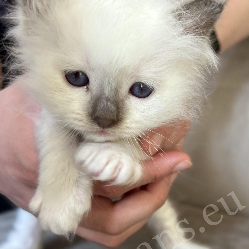 Gatito Birman macho chocolate point Saba Xavian sostenido en las manos