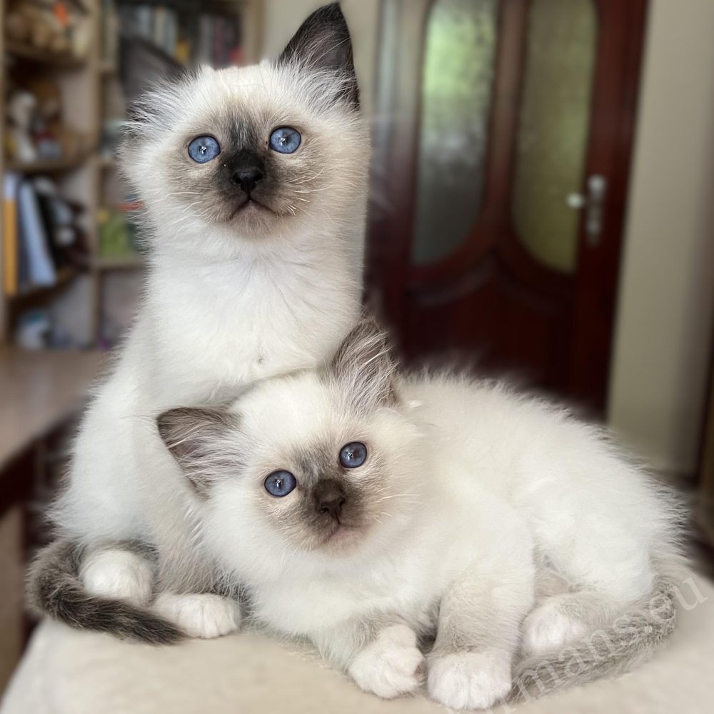Saba Vela, gatita Birmana de 8 semanas, tumbada junto a su hermano, en una relación fraternal