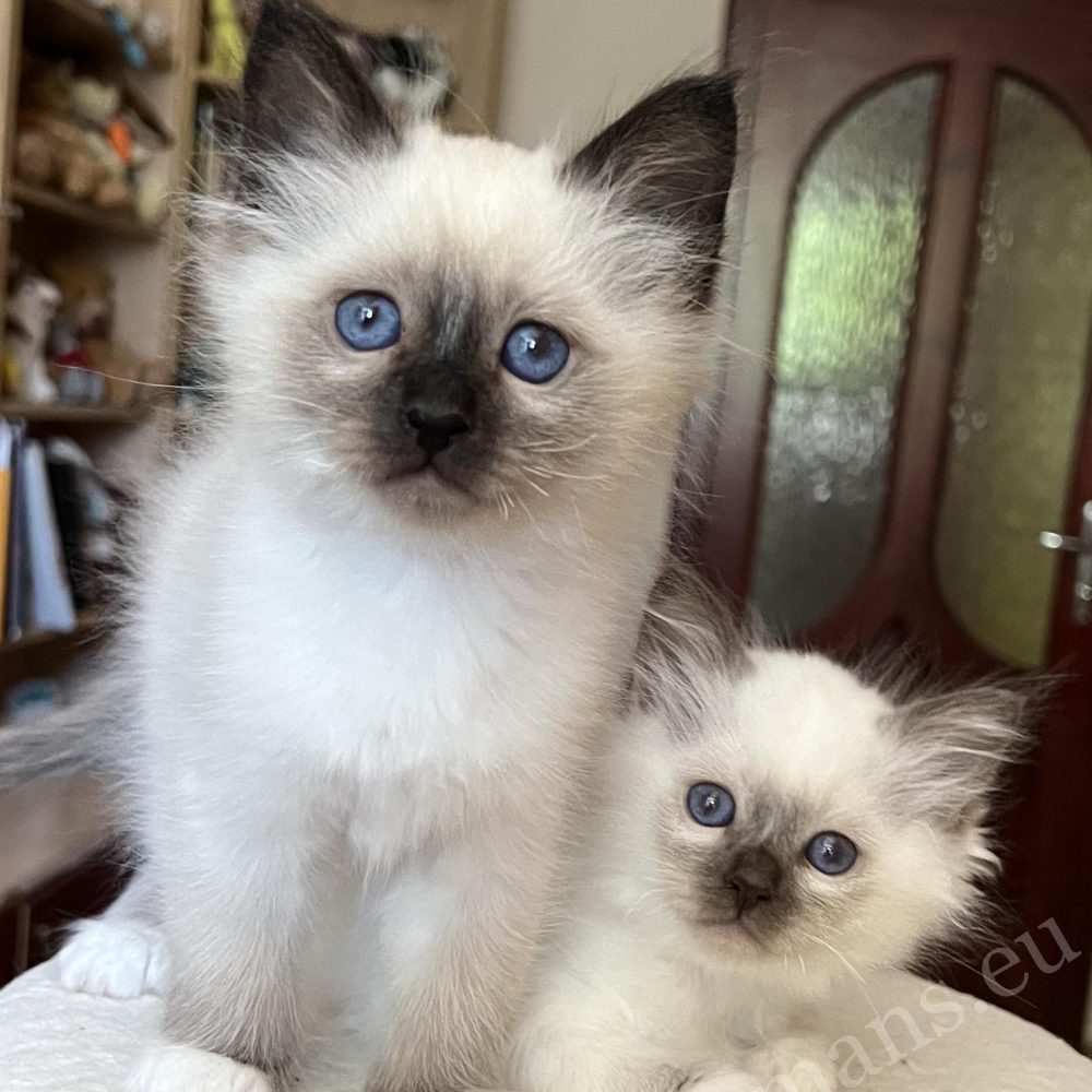 Saba Vico, gatito Birmano de 8 semanas, junto a su hermana