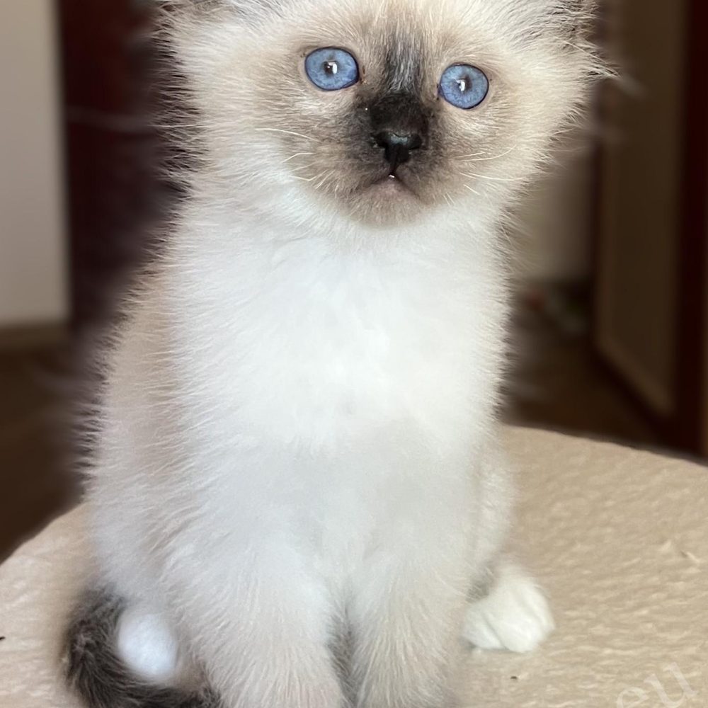 Saba Vico, gatito Birmano seal point de 8 semanas, sentado en la parte superior del rascador
