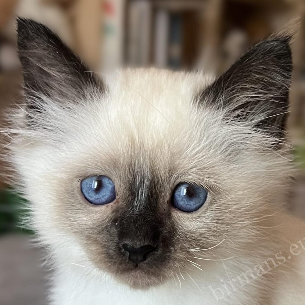 Saba Vico, gatito Birmano, retrato de cerca con ojos azul profundo