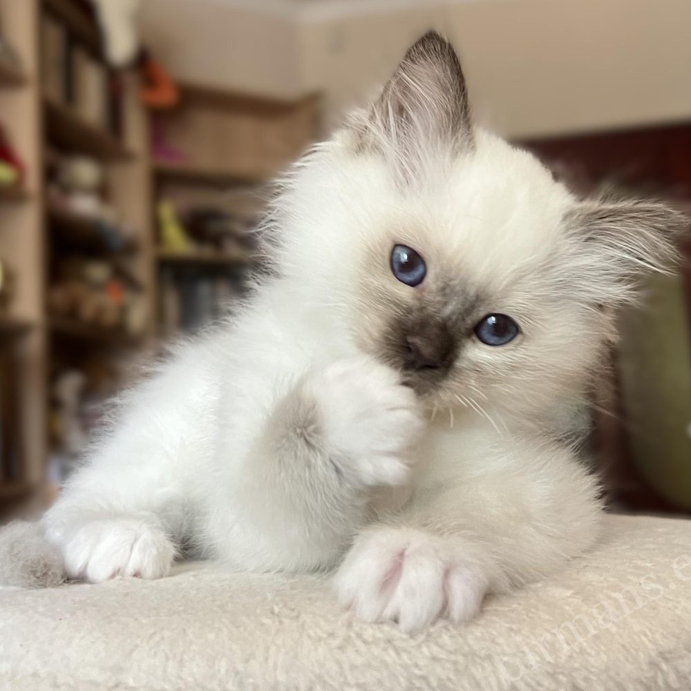 Saba Vela, gatita Birmana chocolate point de 8 semanas, tumbada y lamiéndose la pata