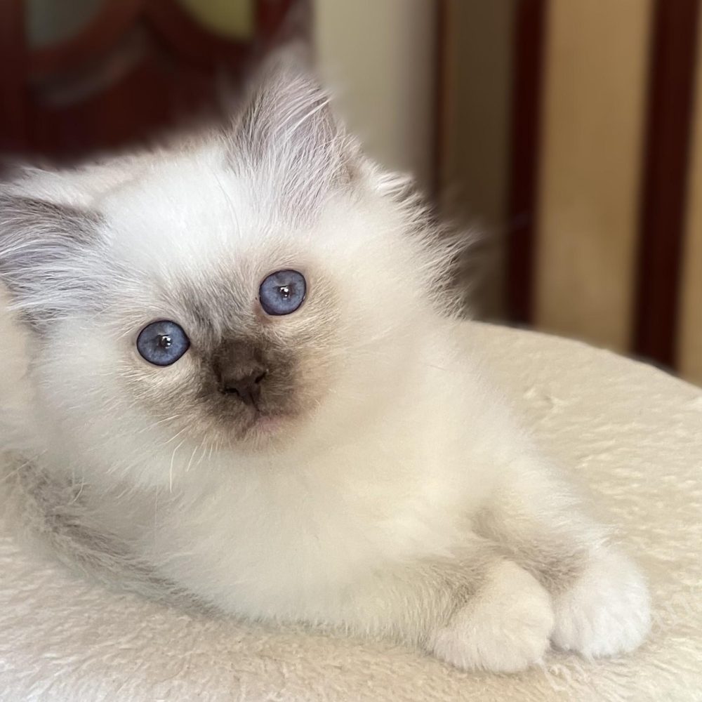 Saba Vela, gatita Birmana chocolate point de 8 semanas, con ojos preciosos y una apariencia elegante