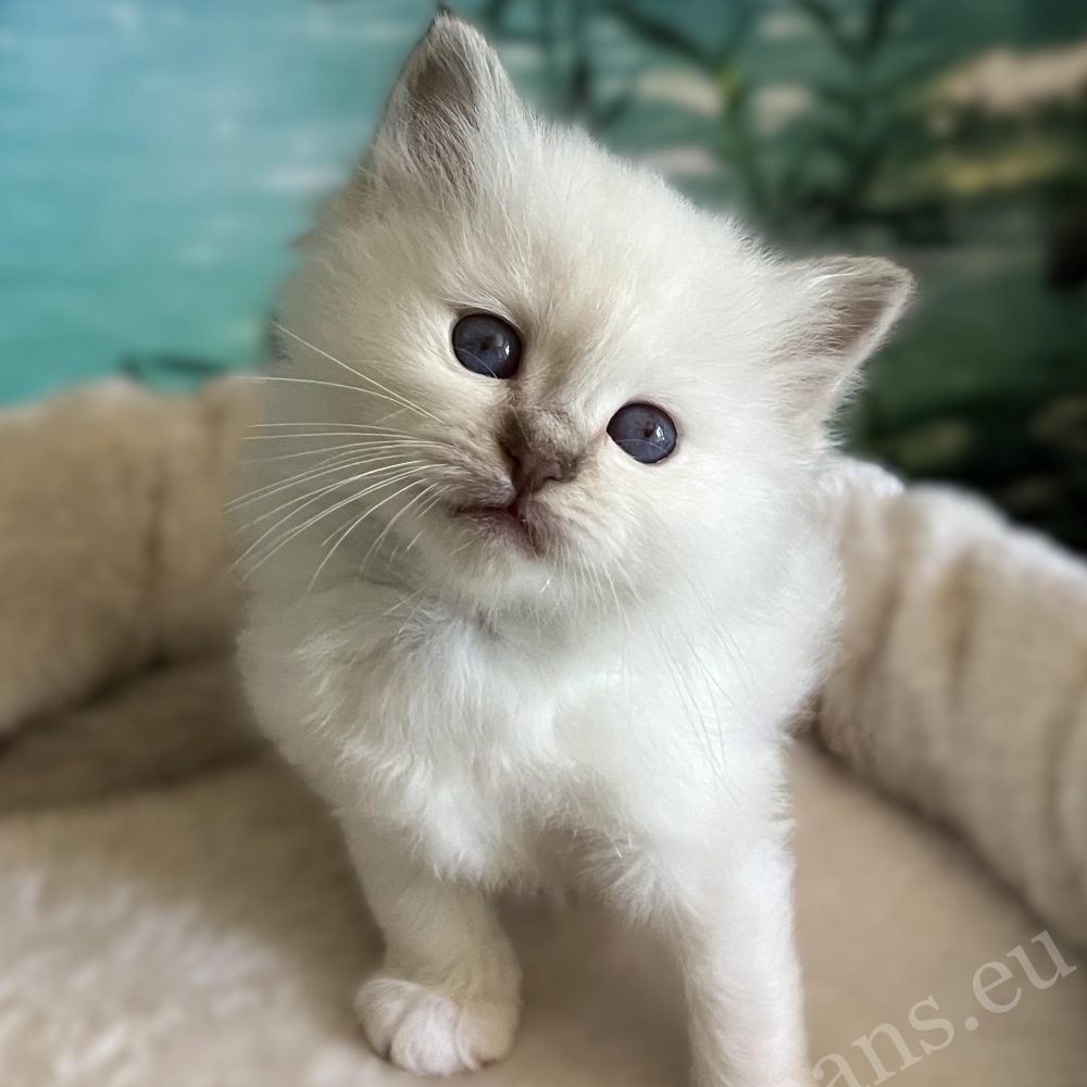 Saba Yorick, gatito macho Sagrado de Birmania disponible, sentado en la parte superior del rascador