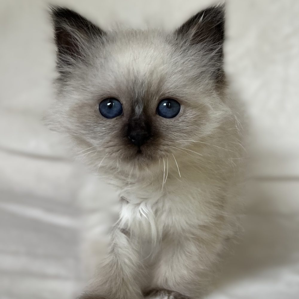 Saba Xylo, gatito birmano sagrado macho seal point disponible, en pose de pie con ojos azul profundo