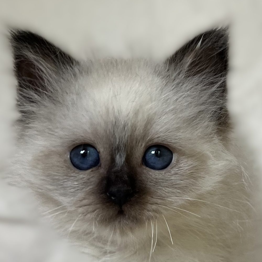 Saba Xylo, gatito birmano sagrado macho seal point disponible y reservable en imagen de primer plano enfocada en los ojos con ojos azul profundo