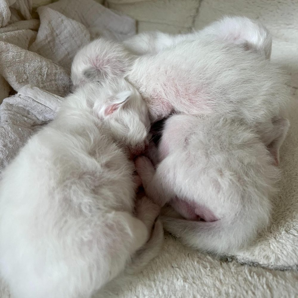 Gatitos Sagrados de Birmania de la camada Saba B6 durmiendo acurrucados