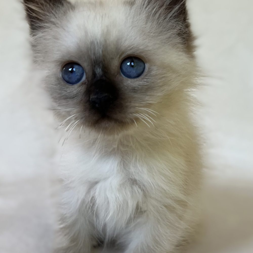 Saba Xylo gatito macho Sagrado de Birmania disponible con ojos azules