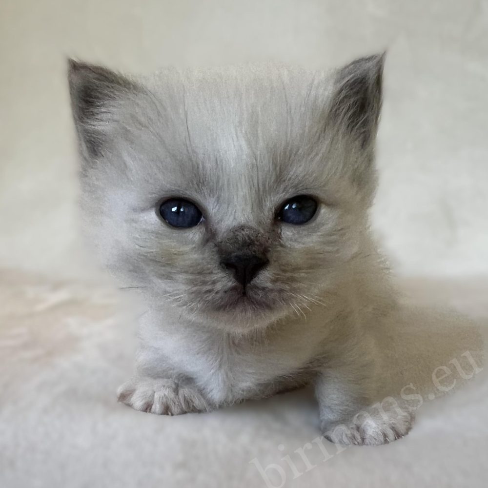 Saba Zeno, gatito macho de Sagrado de Birmania azul atigrado, mira a la cámara