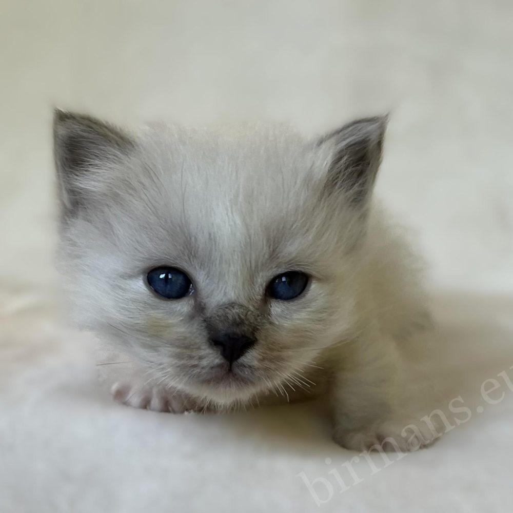 Retrato de Saba Zeno, gatito macho de Sagrado de Birmania azul atigrado
