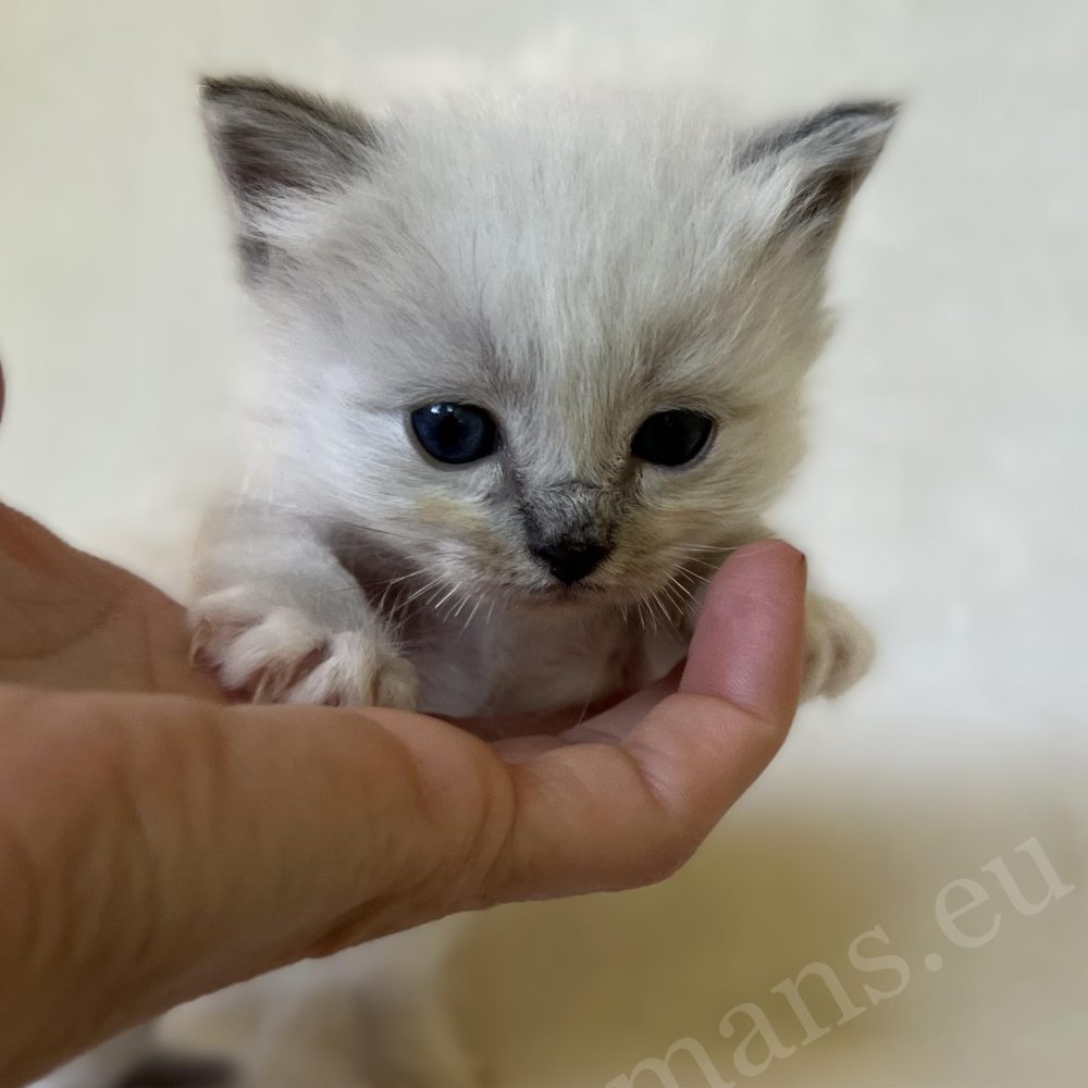 Saba Zeno, gatito macho de Sagrado de Birmania azul atigrado, sostenido en la mano