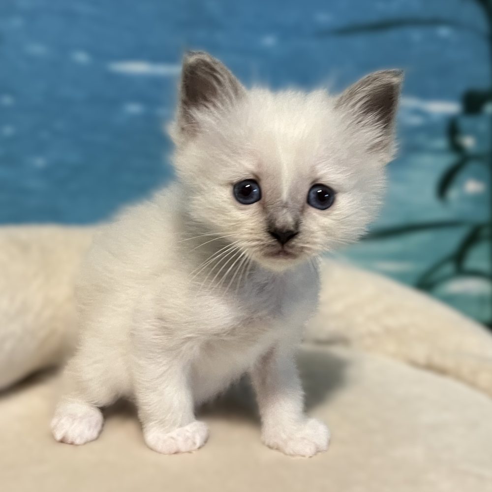 Saba Byron, gatito macho Birmano blue point disponible en postura segura
