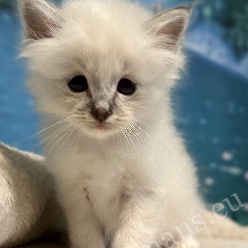 Saba Bastian, gatito Sagrado de Birmania disponible y reservable sentado en lo alto del rascador.