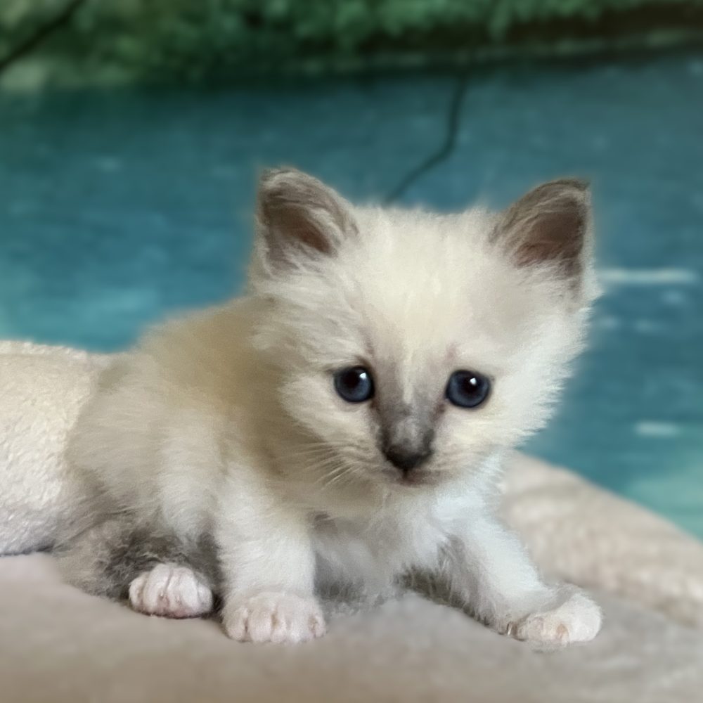Saba Byron, gatito macho Birmano blue point disponible con expresión dulce y traviesa