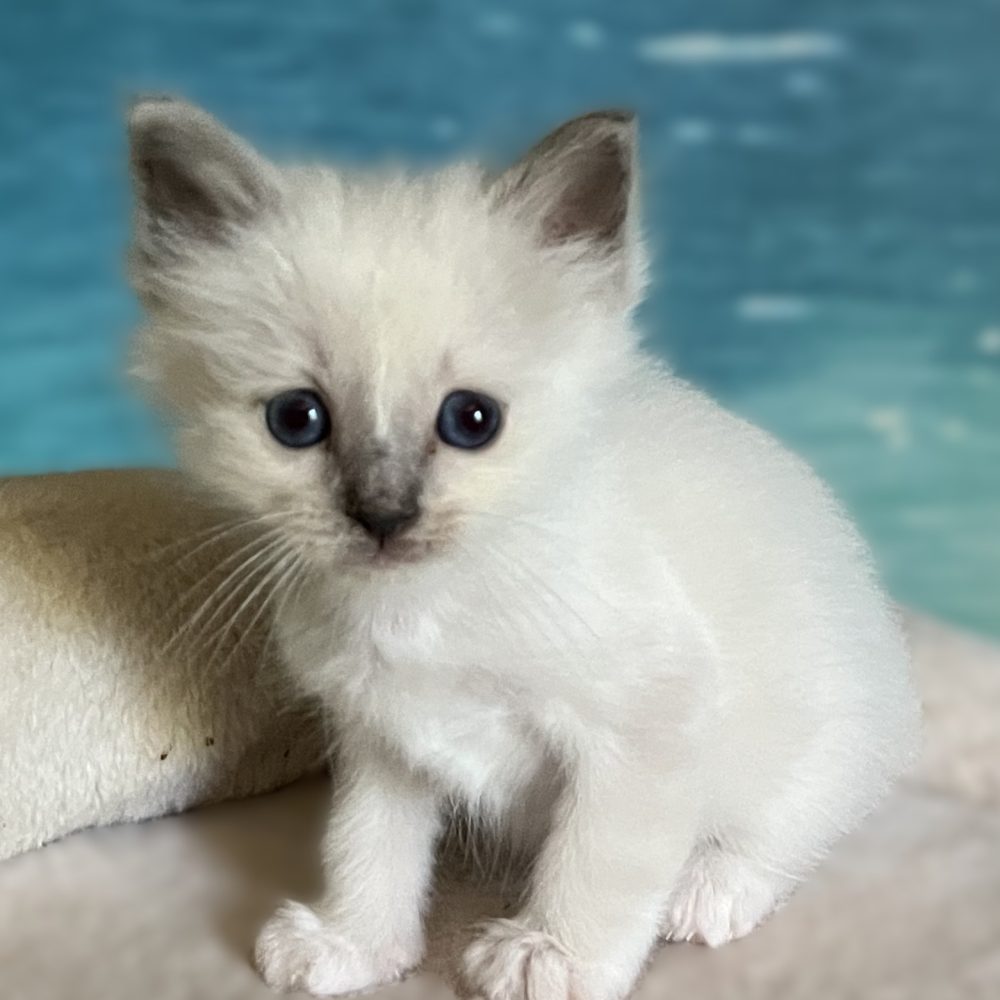Saba Byron, gatito macho Birmano blue point disponible sentado tranquilamente en vista lateral