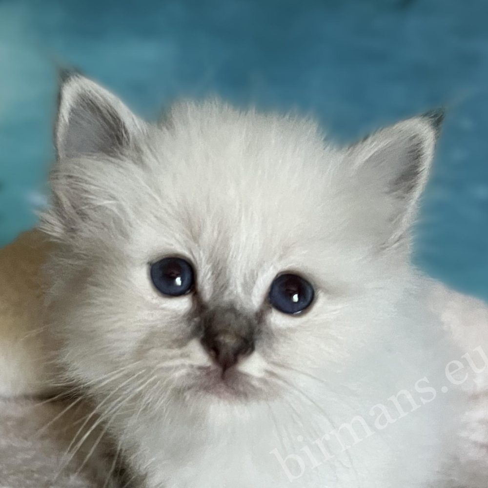 Retrato en primer plano de Saba Bastian, gatito Sagrado de Birmania disponible y reservable con ojos azules.