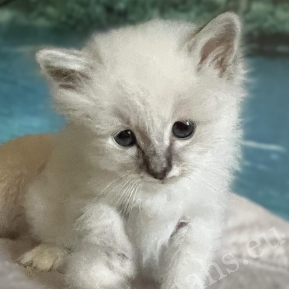 Saba Bastian, gatito Sagrado de Birmania disponible y reservable mirando a la cámara.