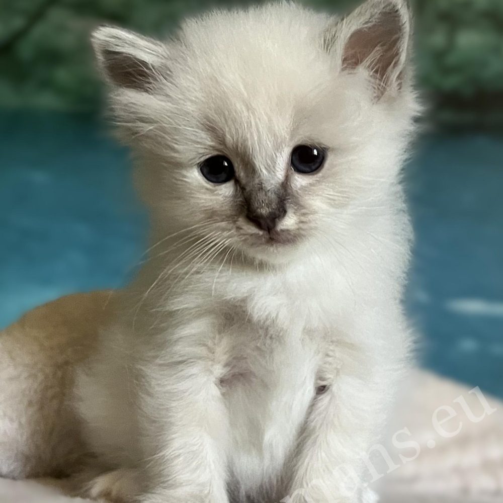 Saba Bastian, gatito Sagrado de Birmania disponible y reservable sentado soñando despierto.