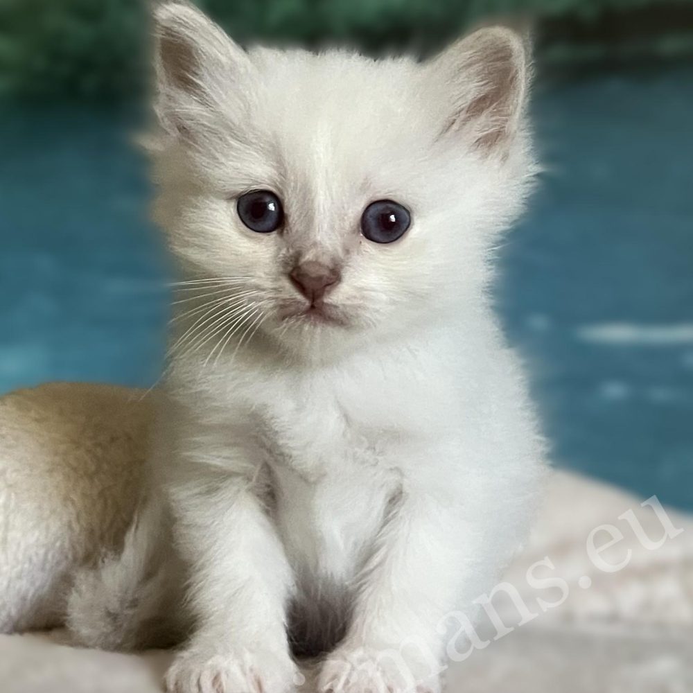 Reservable: Gatito Sagrado de Birmania Saba Bentley sentado de frente