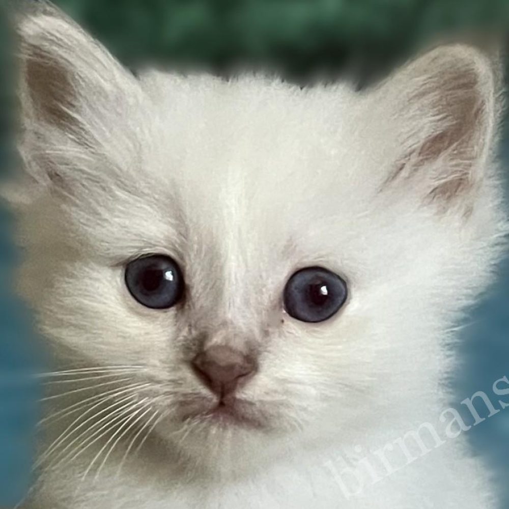 Reservable: Retrato de cerca del gatito Sagrado de Birmania Saba Bentley