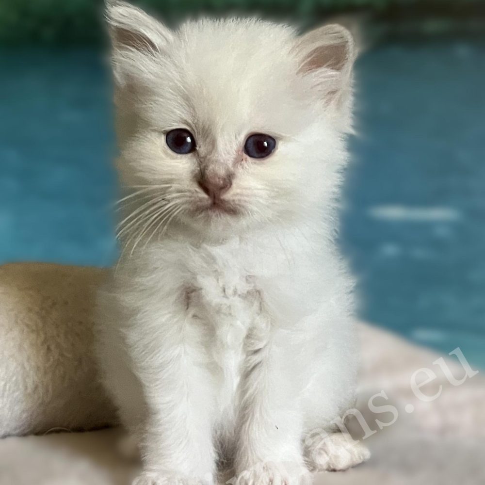 Retrato de Saba Bianca, gatita Sagrada de Birmania lila hembra reservable, sentada