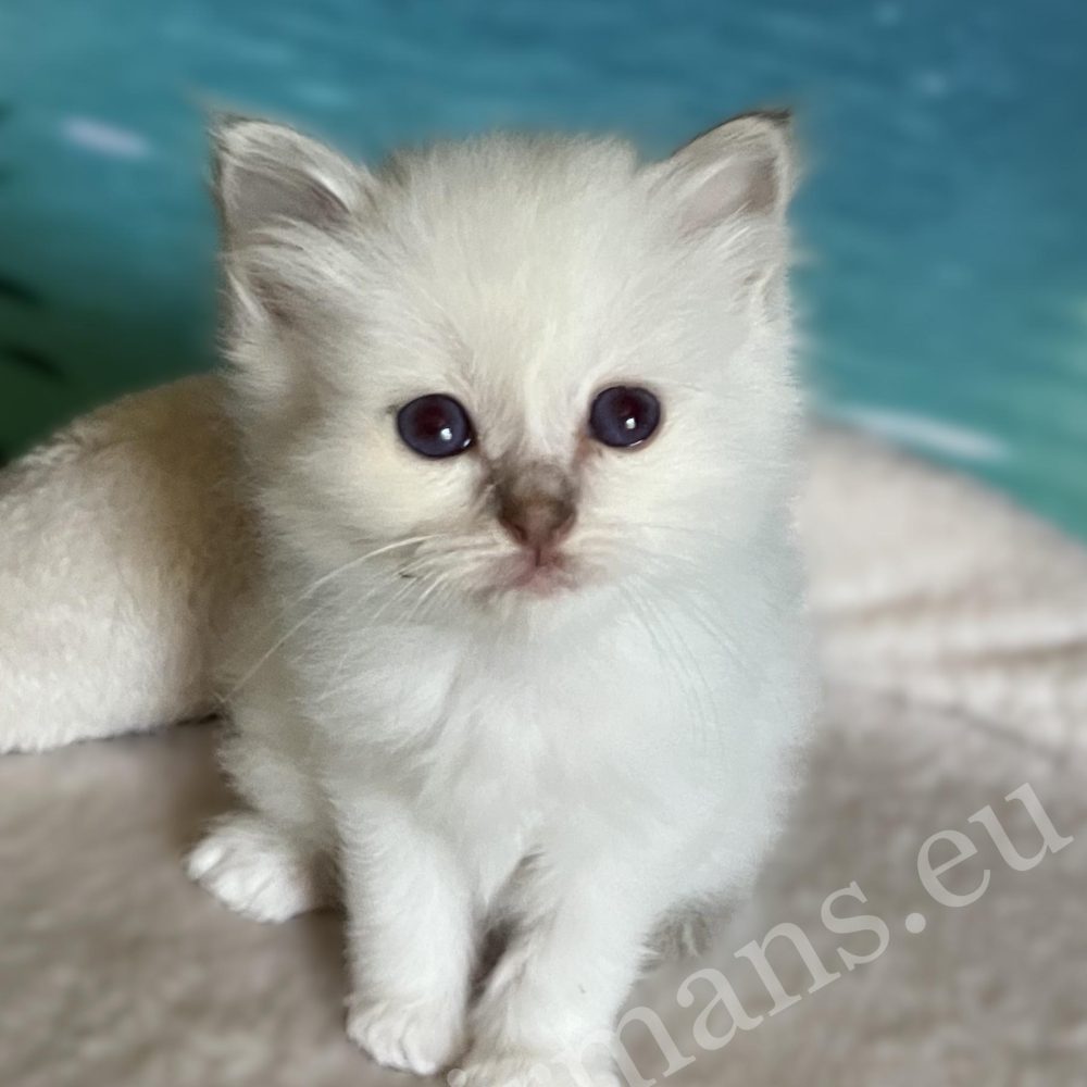 Saba Bianca, gatita Sagrada de Birmania lila hembra disponible, tumbada