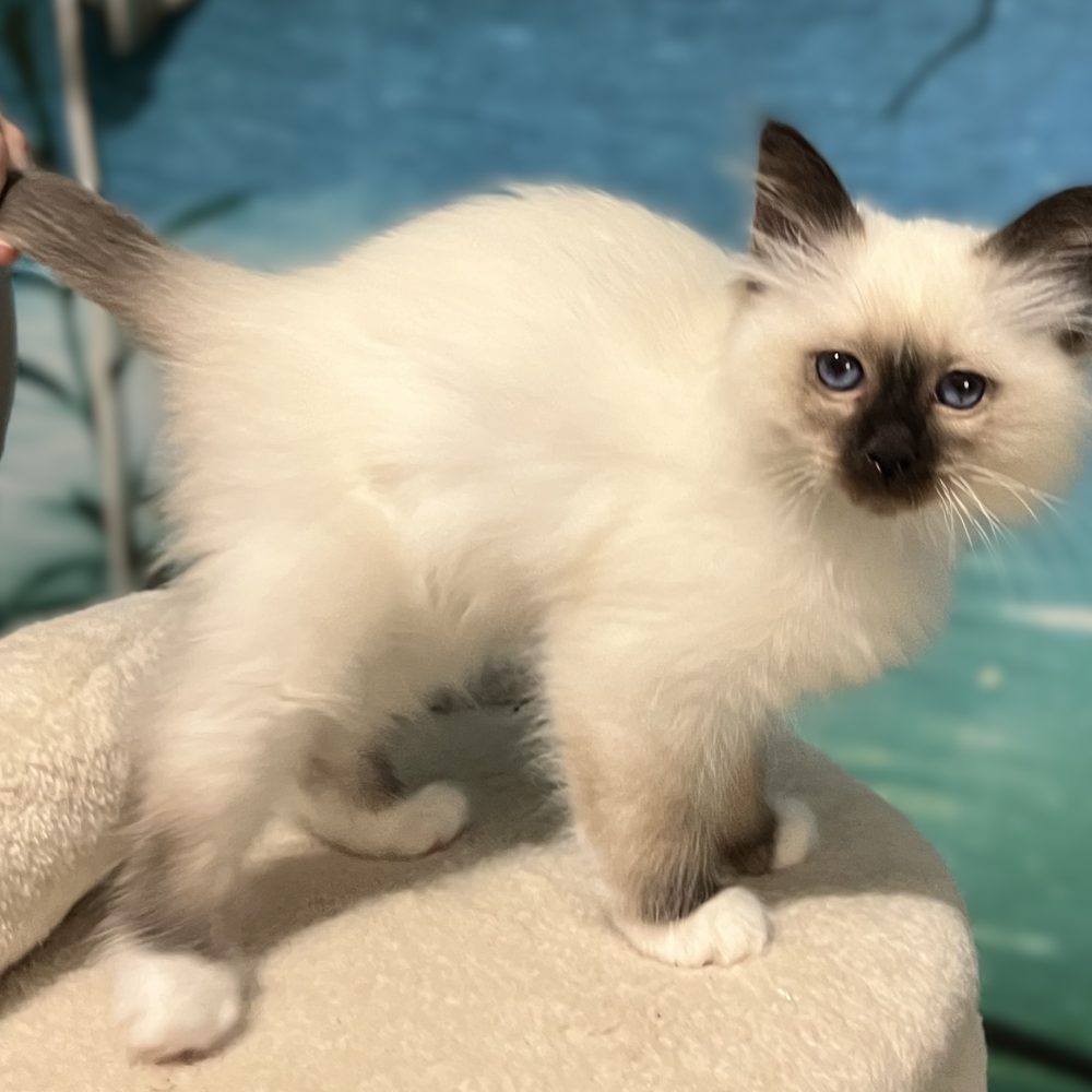 Saba Yuna, gatita Sagrado de Birmania disponible y reservable, de pie de perfil