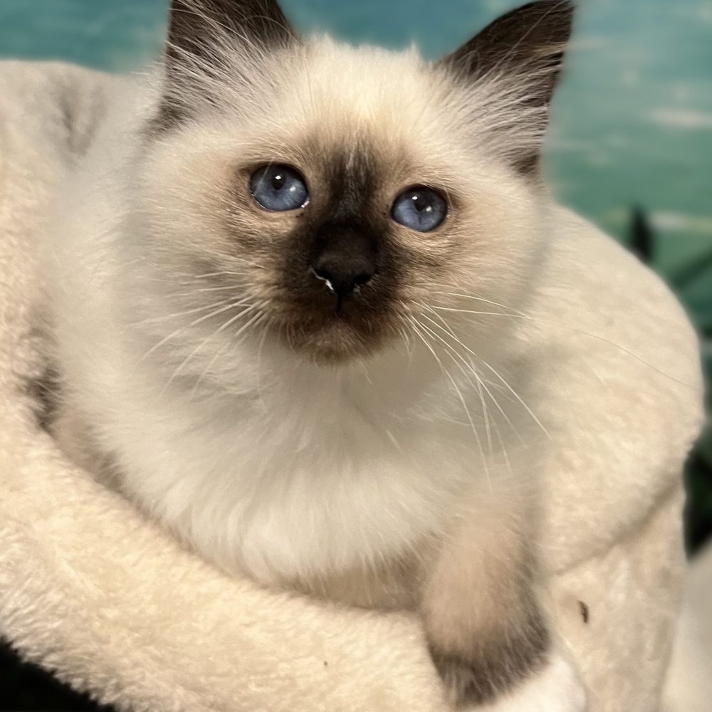 Saba Yuna, gatita Sagrado de Birmania disponible y reservable, elegantemente tumbada mirando a la cámara