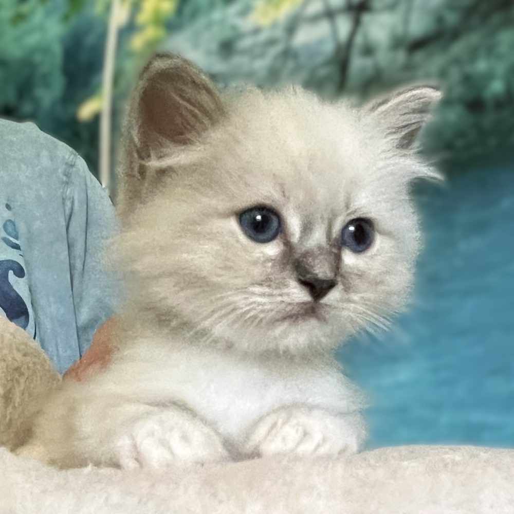 Saba Zeno, macho Sagrado de Birmania azul atigrado disponible, observa atentamente su entorno.