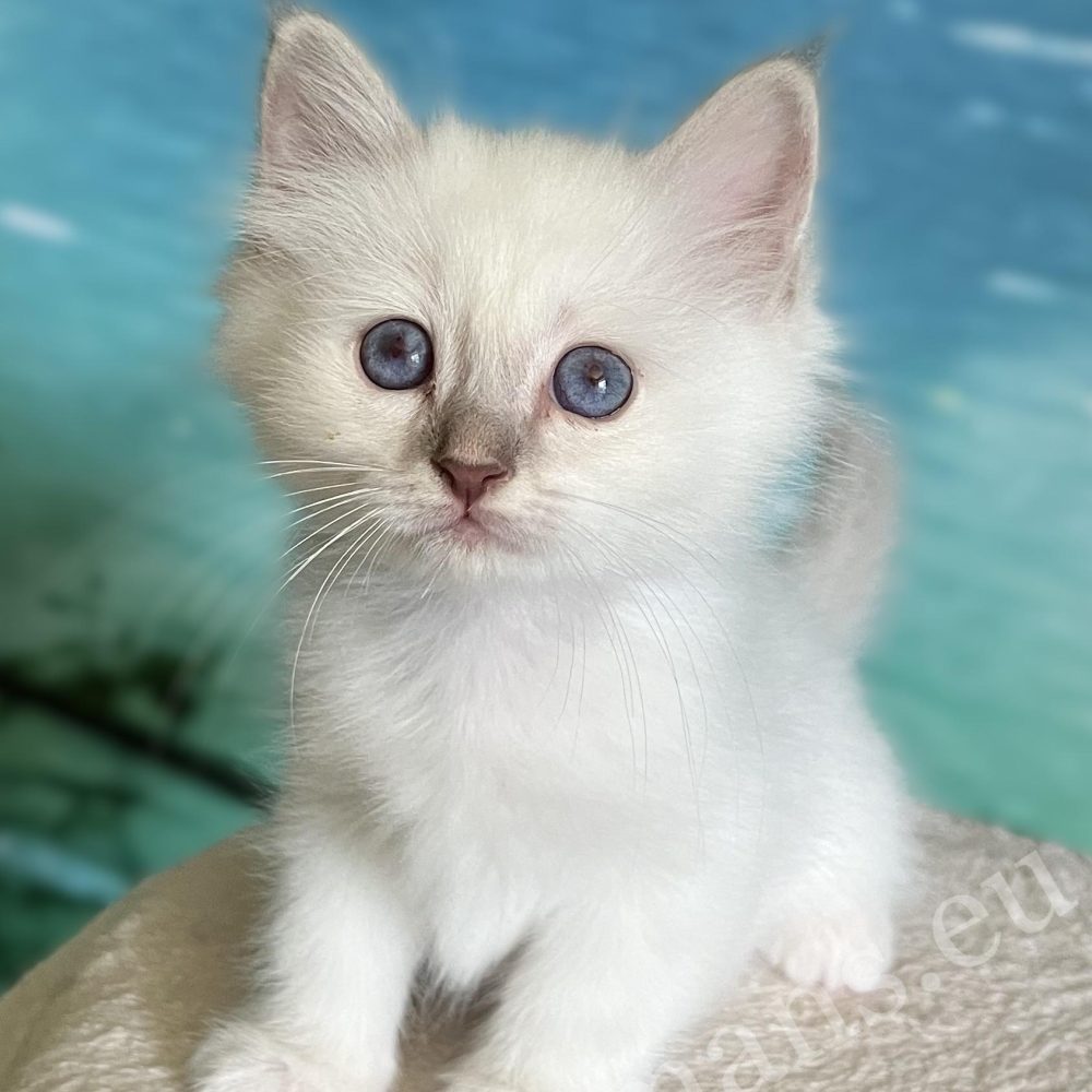Disponible: Cachorro macho Sagrado de Birmania Saba Bentley Lilac Tabby de pie con curiosidad