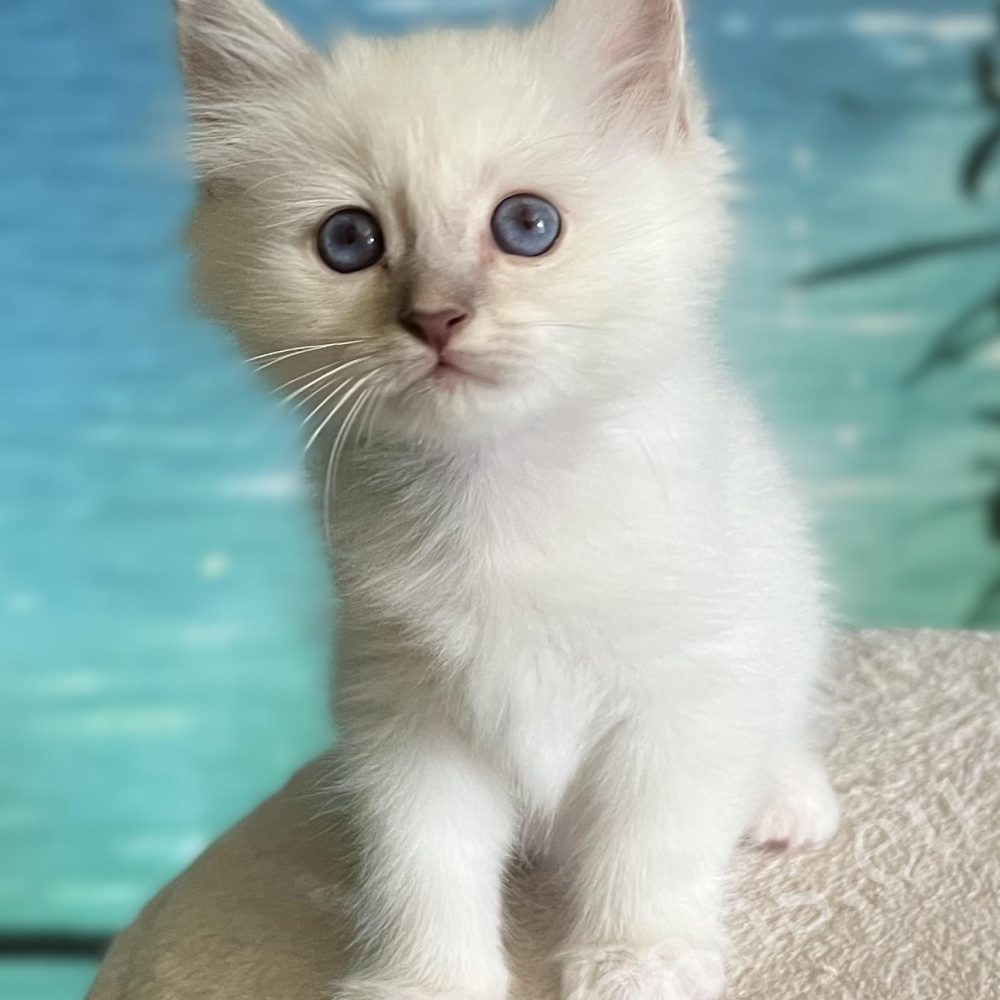 Disponible: Cachorro macho Sagrado de Birmania Saba Bentley Lilac Tabby sentado
