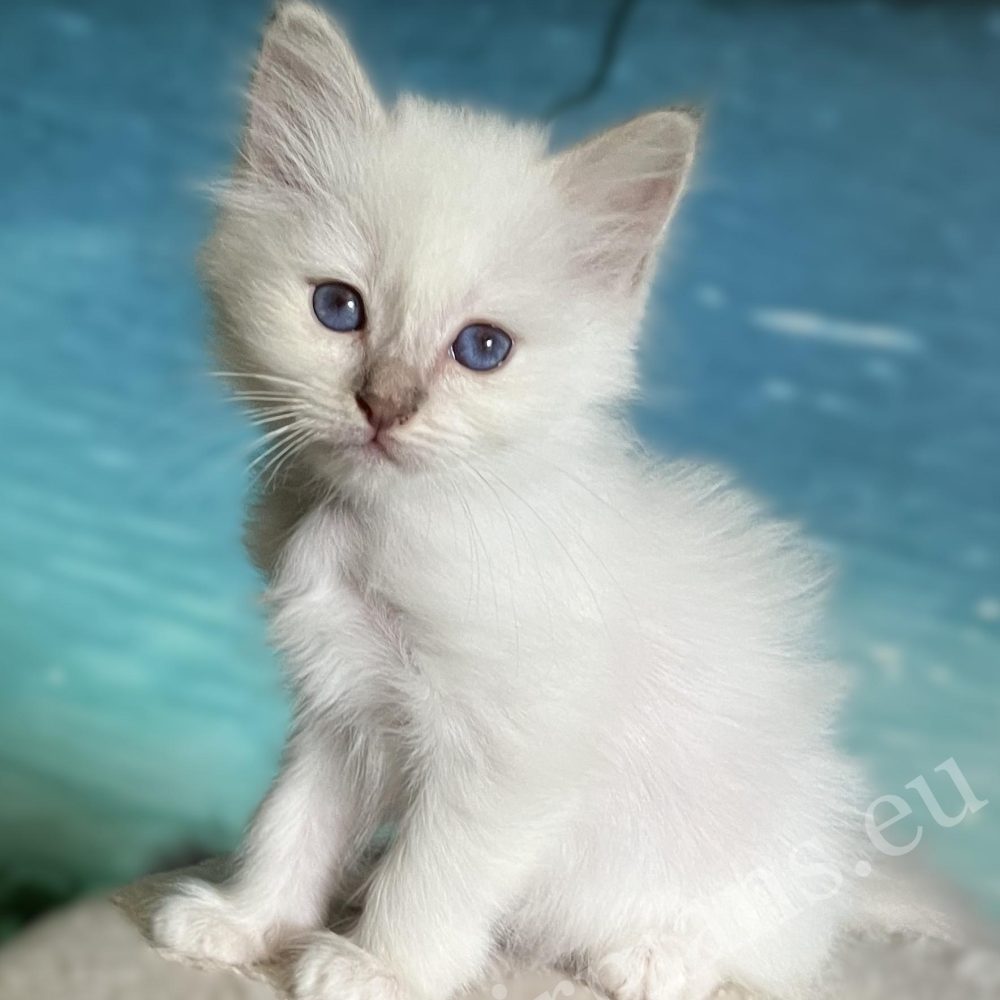 Cachorro Birmano lilac point Saba Bianca de frente – disponible.